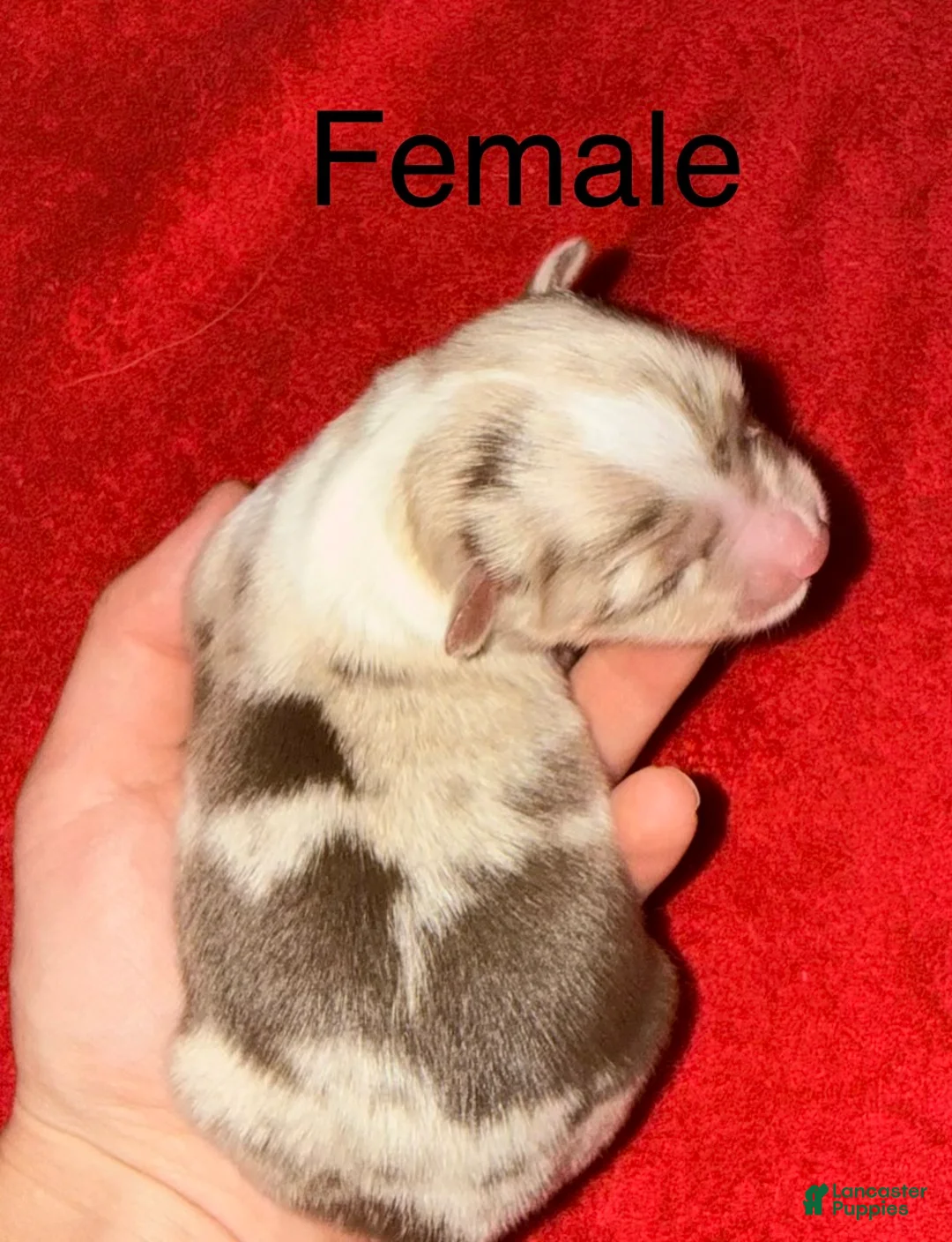 Toy Australian Shepherd dogs for sale: Toy Australian Shepherd 4 - Ad 1
