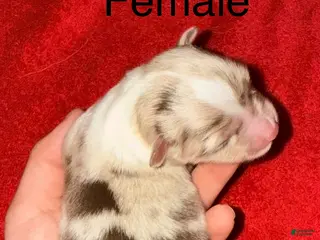 Toy Australian Shepherd dogs for sale: Toy Australian Shepherd 4 - Ad 3