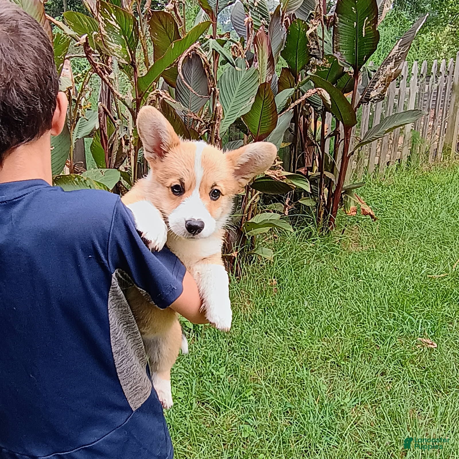 Welsh Corgi Pembroke dogs Pumbaa - Ad 1