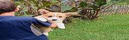 Welsh Corgi Pembroke dogs for sale: Pumbaa - Ad 1