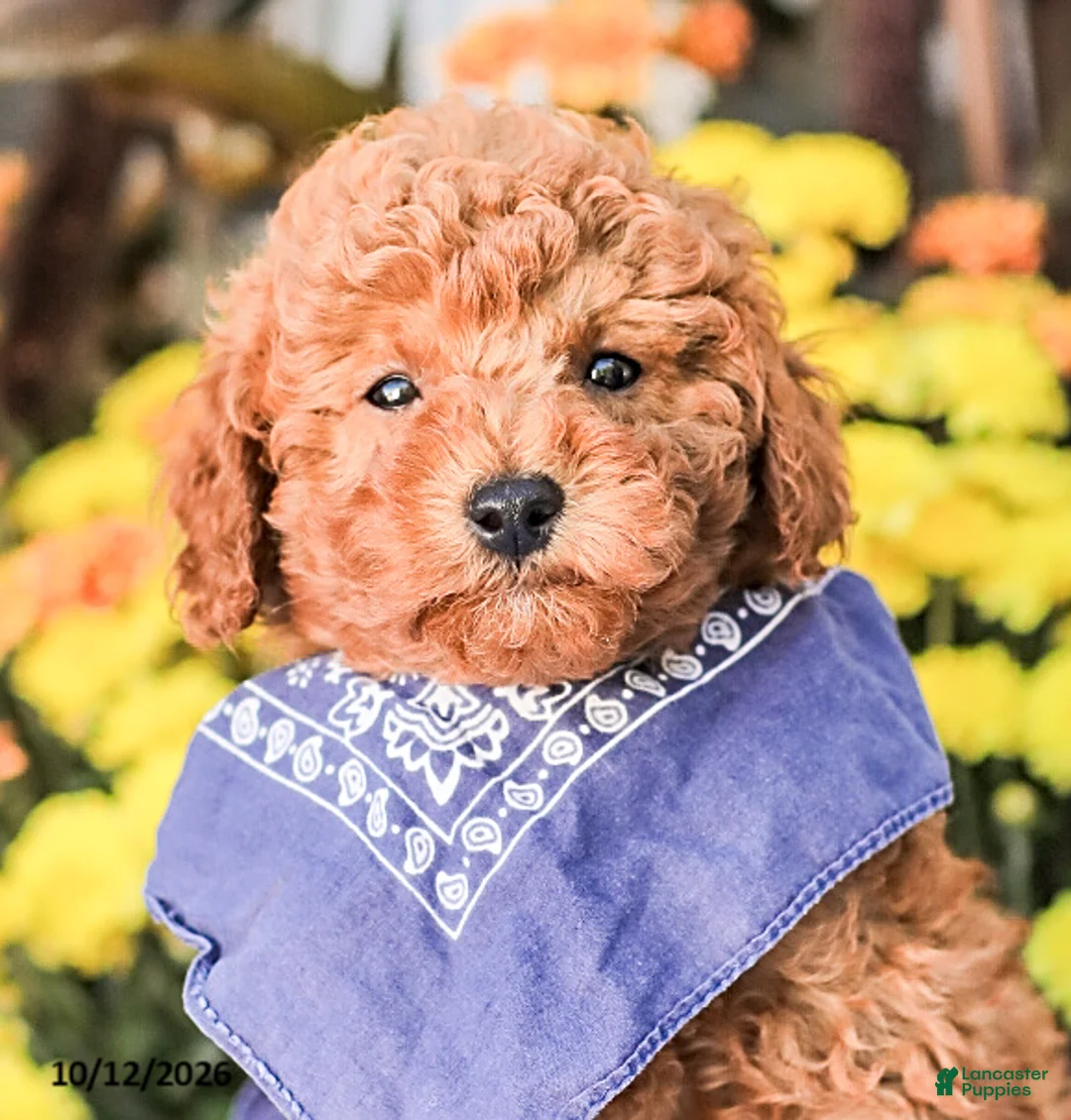 Miniature Poodle dogs for sale: Timmy - Ad 17