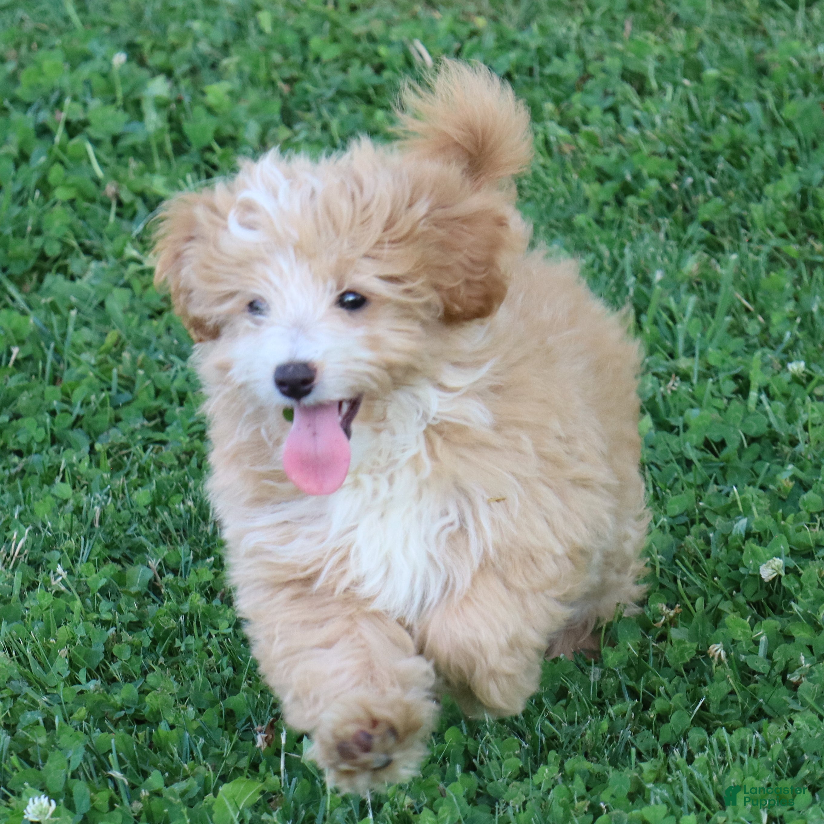 Mini Goldendoodle dogs Jamie - Ad 1