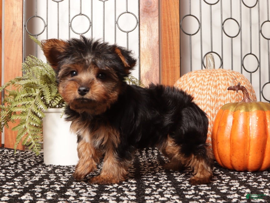 Yorkshire Terrier dogs for sale: Whiskey - Teacup Yorkie  - Ad 1