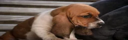 Basset Hound dogs for sale: Otis Basset Hound  - Ad 5