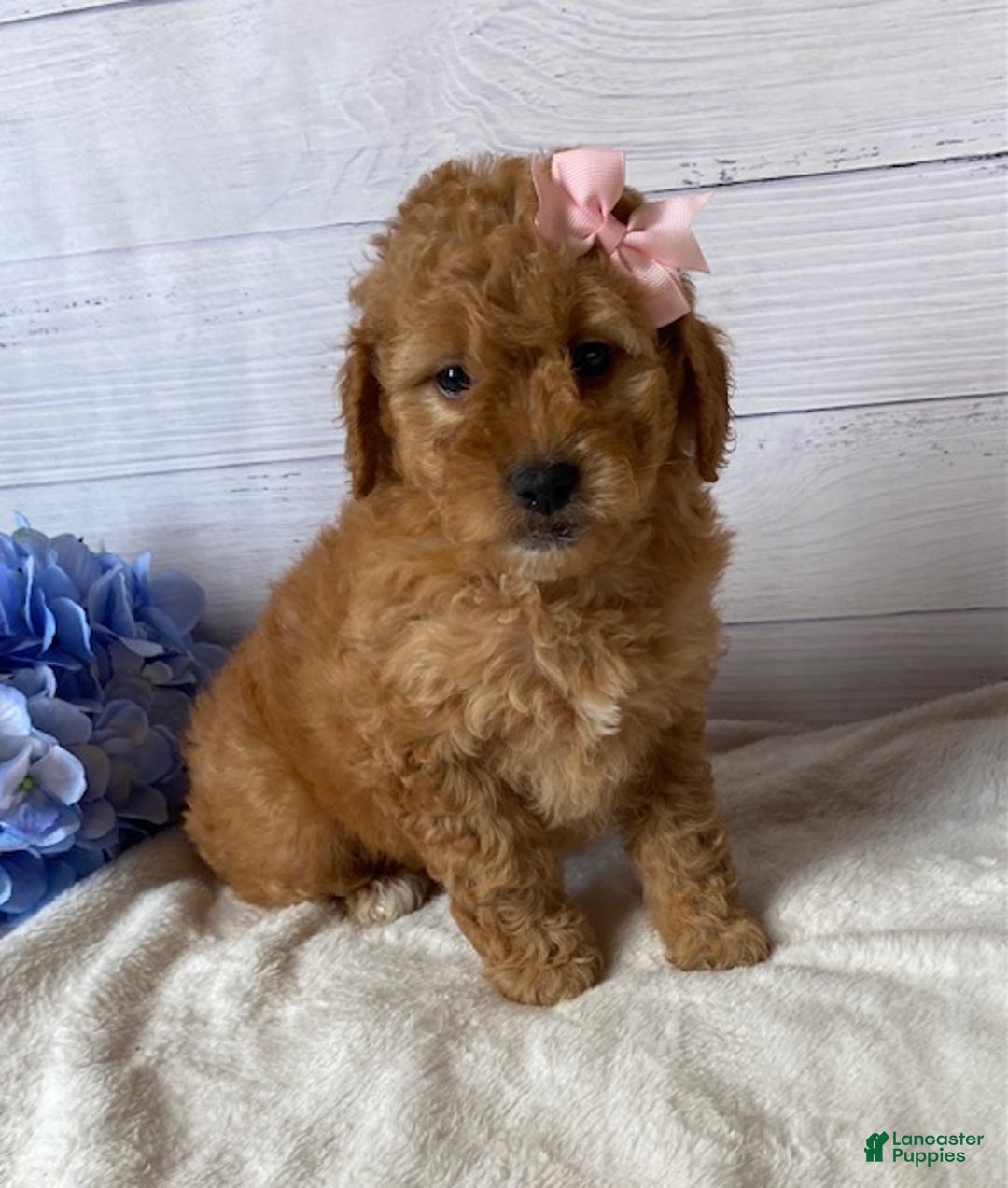 Mini Goldendoodle dogs for sale: Kassie - Ad 2