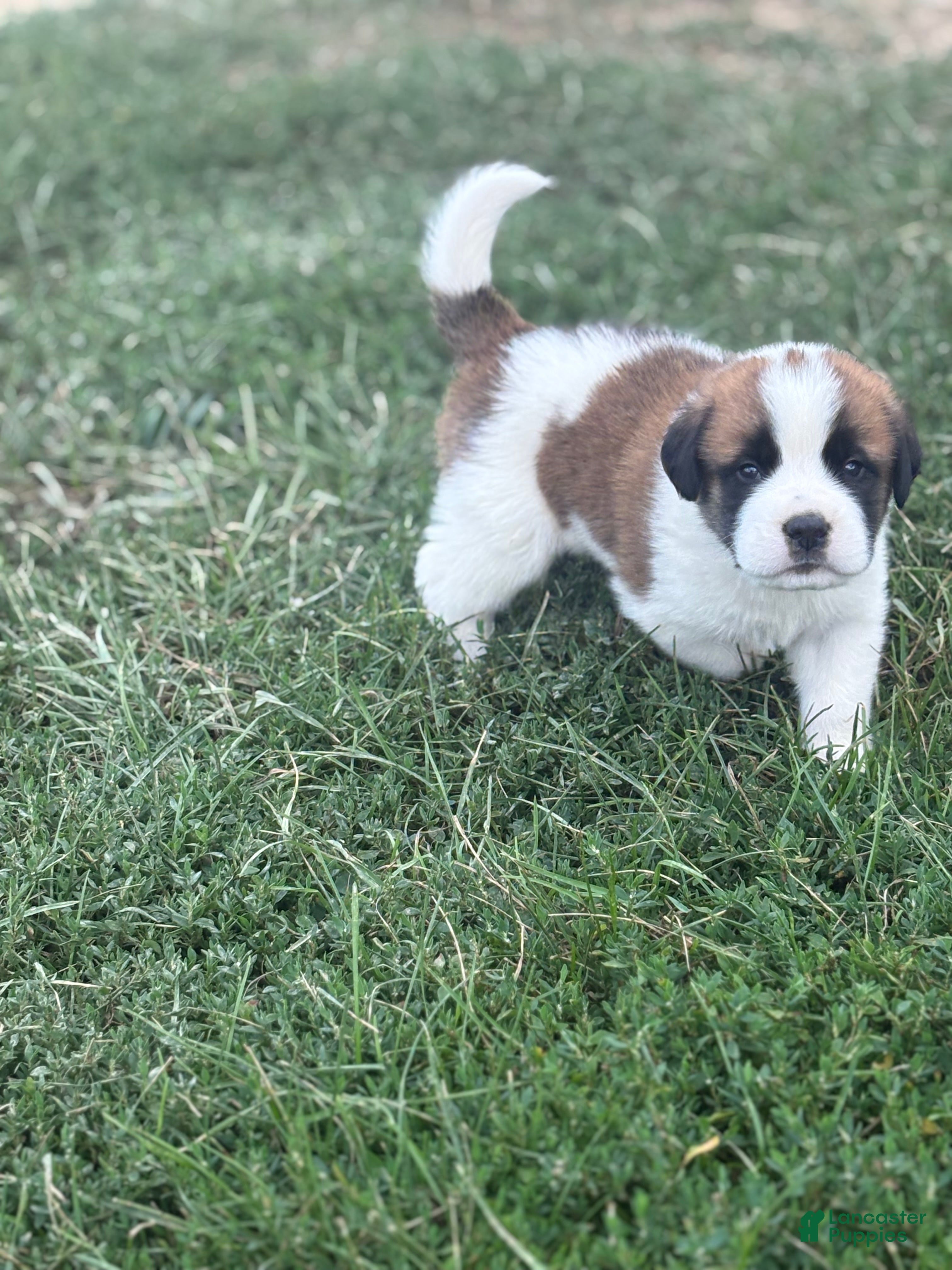 Saint Bernard dogs Ace - Ad 1