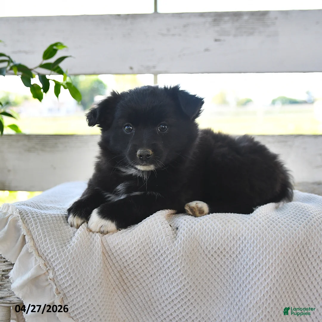 Mixed Breed dogs for sale: Crystal - Ad 3