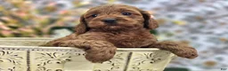 Cockapoo dogs for sale: Glaze - Ad 11