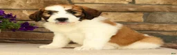 Saint Berdoodles dogs for sale: Wilder - Ad 4