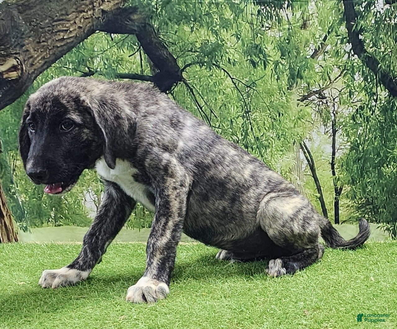 Turkish Brindle Anatolian Shepherd Puppies For Sale Blue Brindle