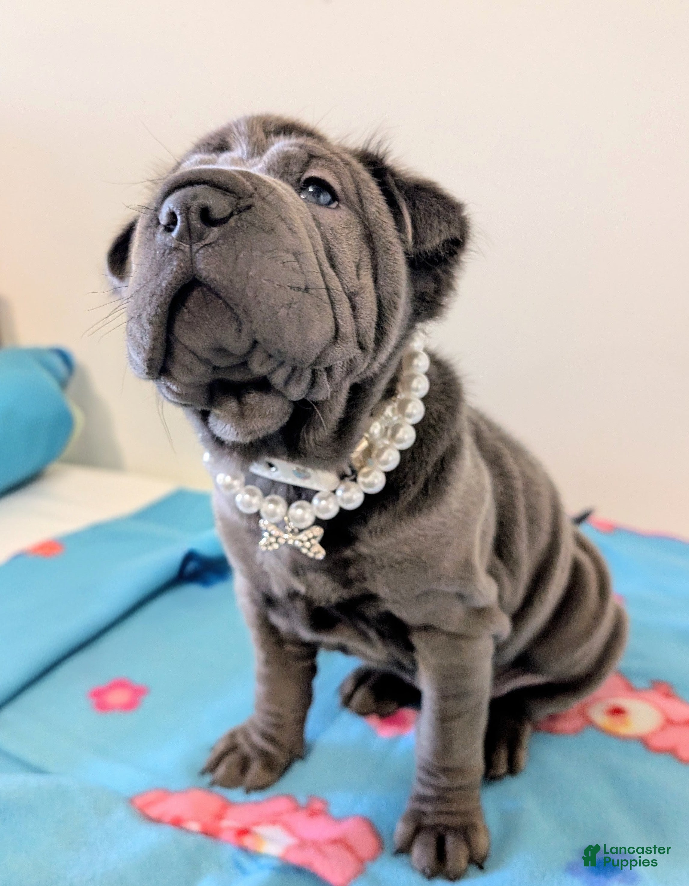 Mixed Breed dogs Puppy 1 - Ad 1
