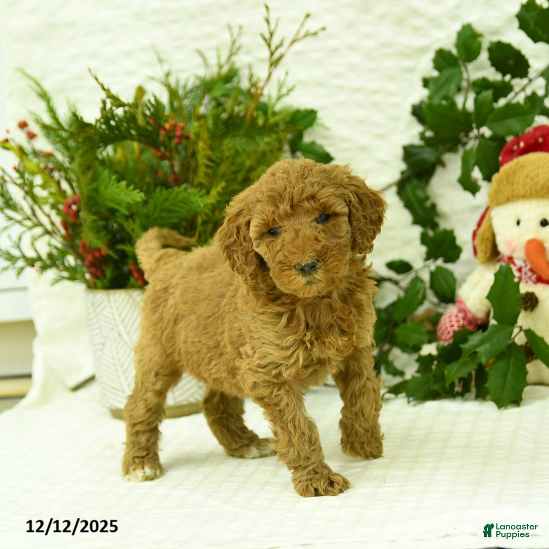 Goldendoodle dogs for sale: Elsa - Ad 3