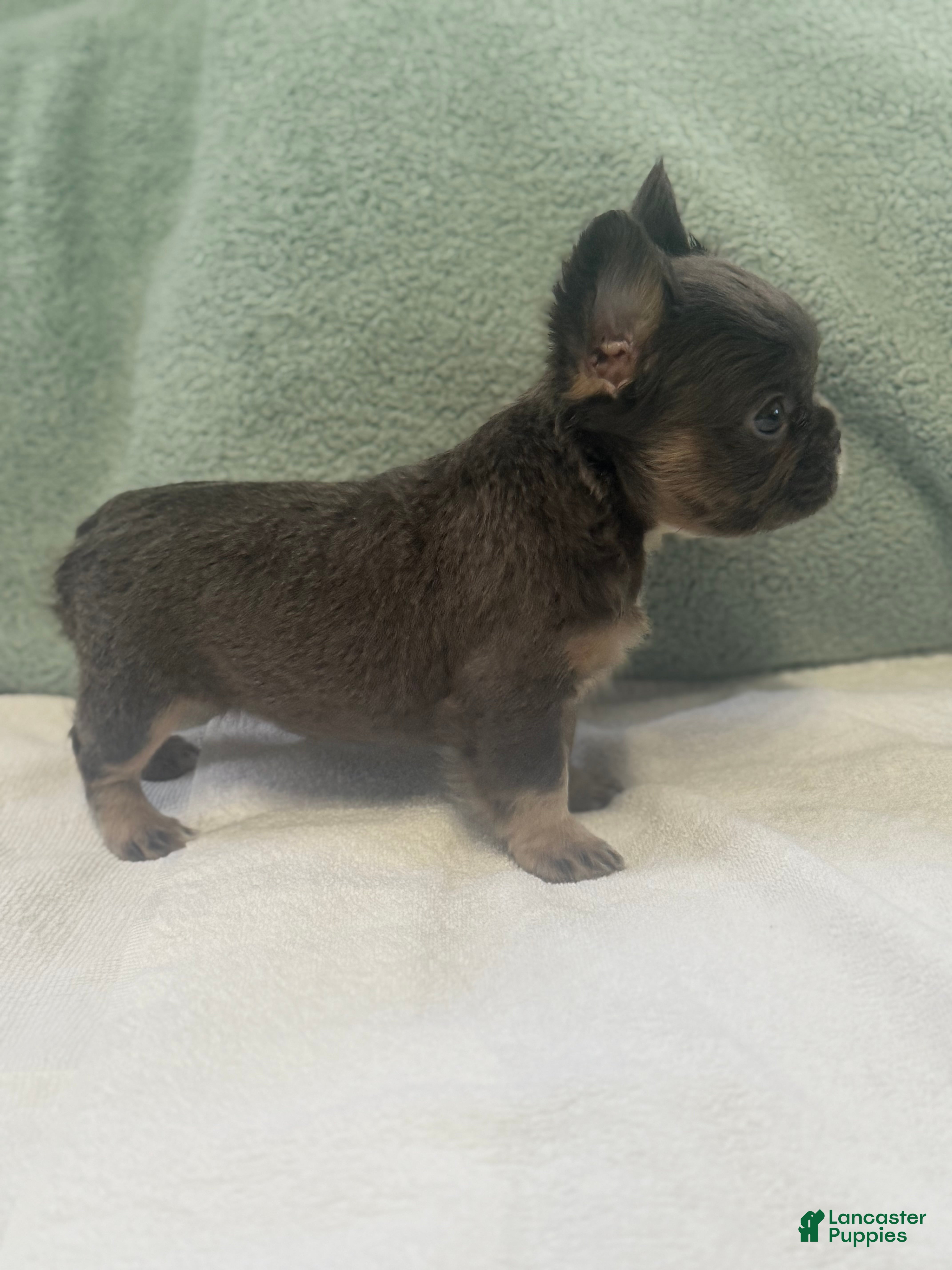 French Bulldog dogs French Bulldog Puppy 4 - Ad 7