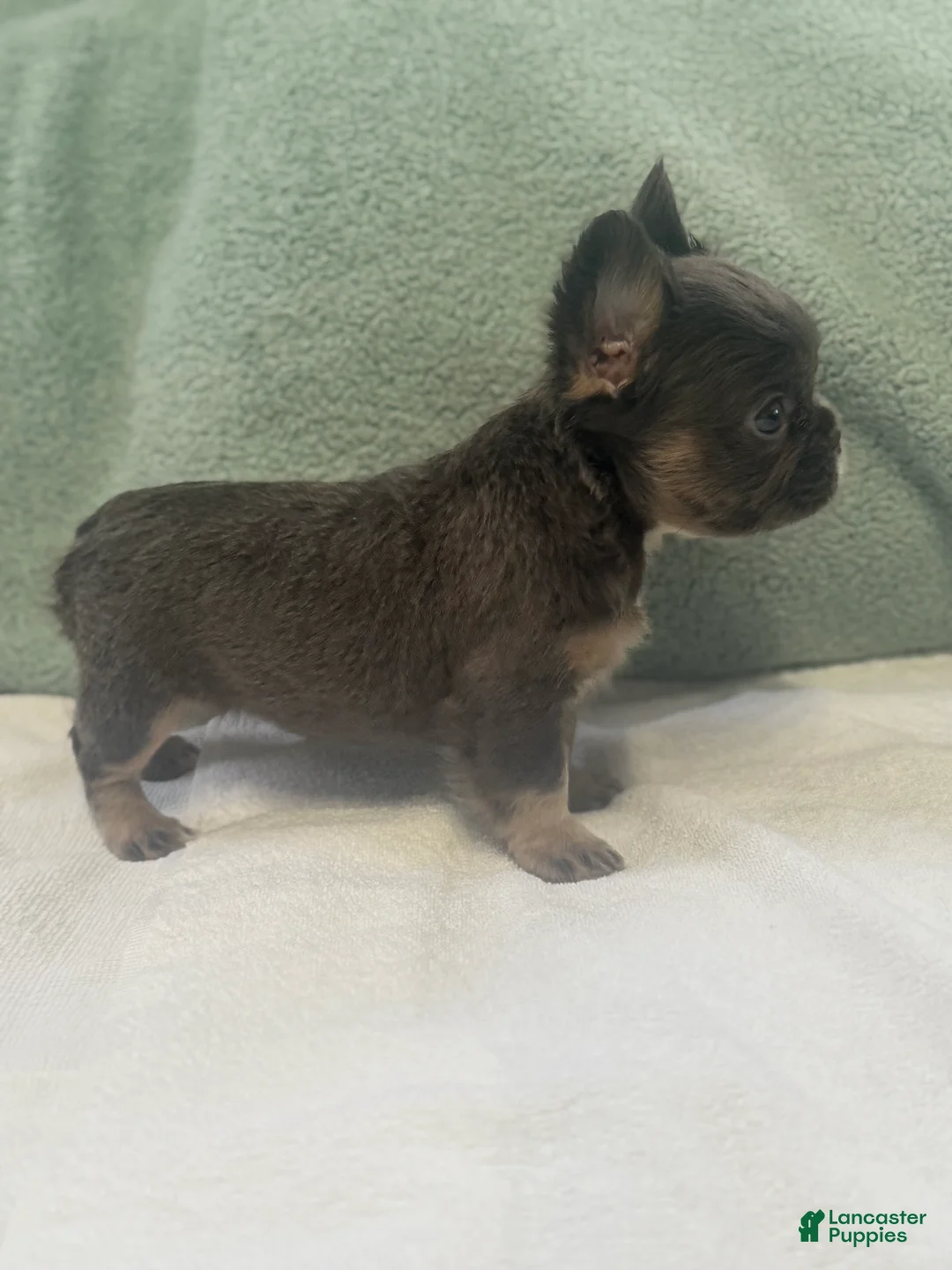 French Bulldog dogs for sale: French Bulldog Puppy 4 - Ad 1