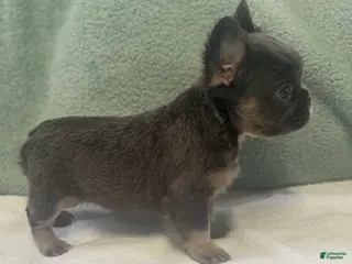 French Bulldog dogs French Bulldog Puppy 4 - Ad 7