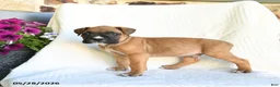 Boxer dogs for sale: Rambo - Ad 5
