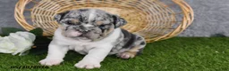 English Bulldog dogs for sale: Hailey - Ad 3