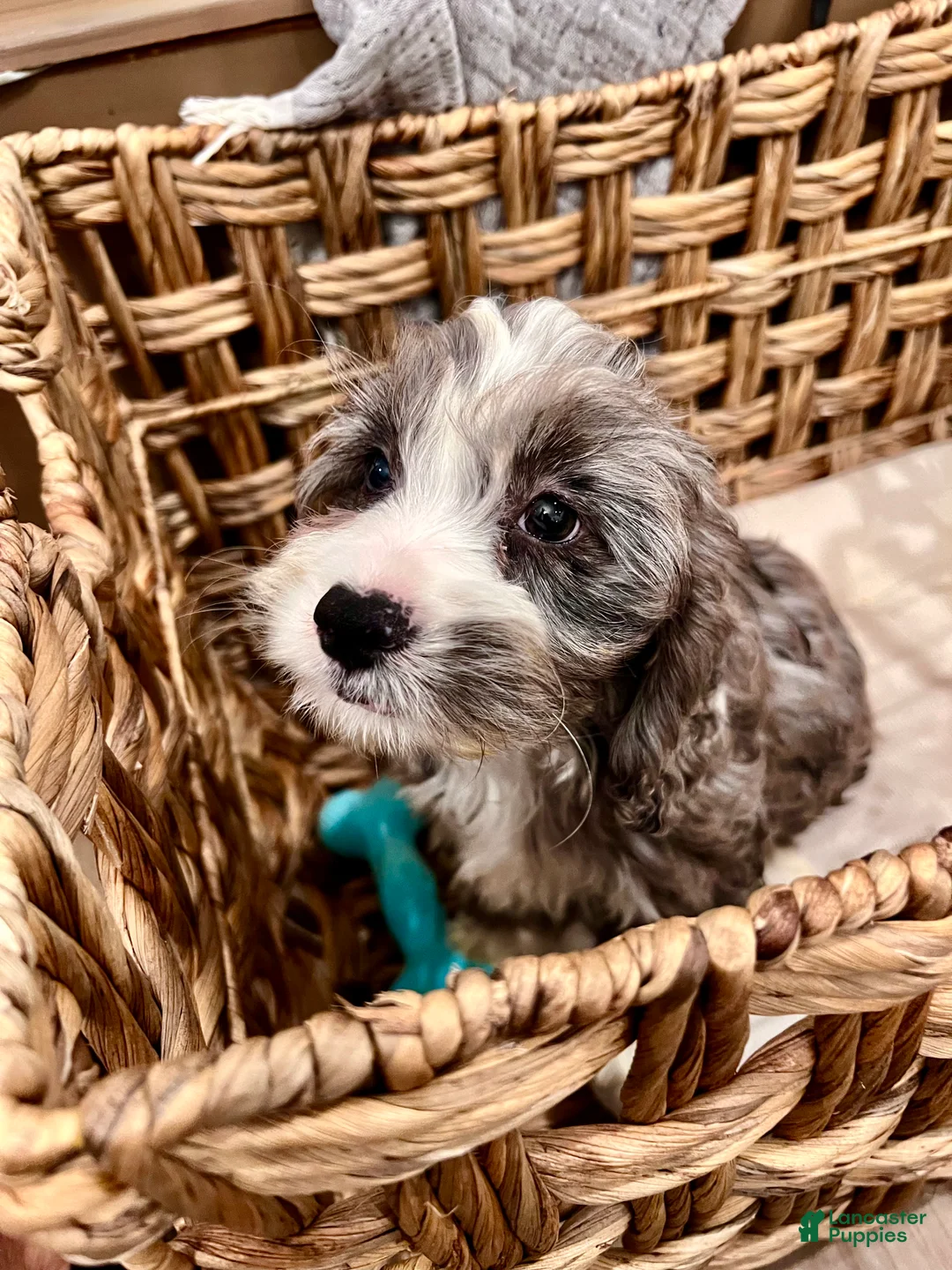 Cockapoo dogs for sale: Ace  - Ad 3