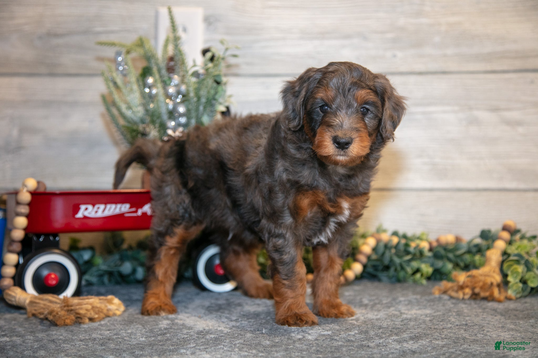 Mini Goldendoodle dogs Titan - Ad 26