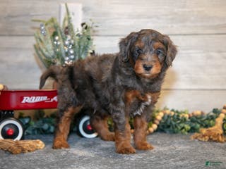 Mini Goldendoodle dogs Titan - Ad 26