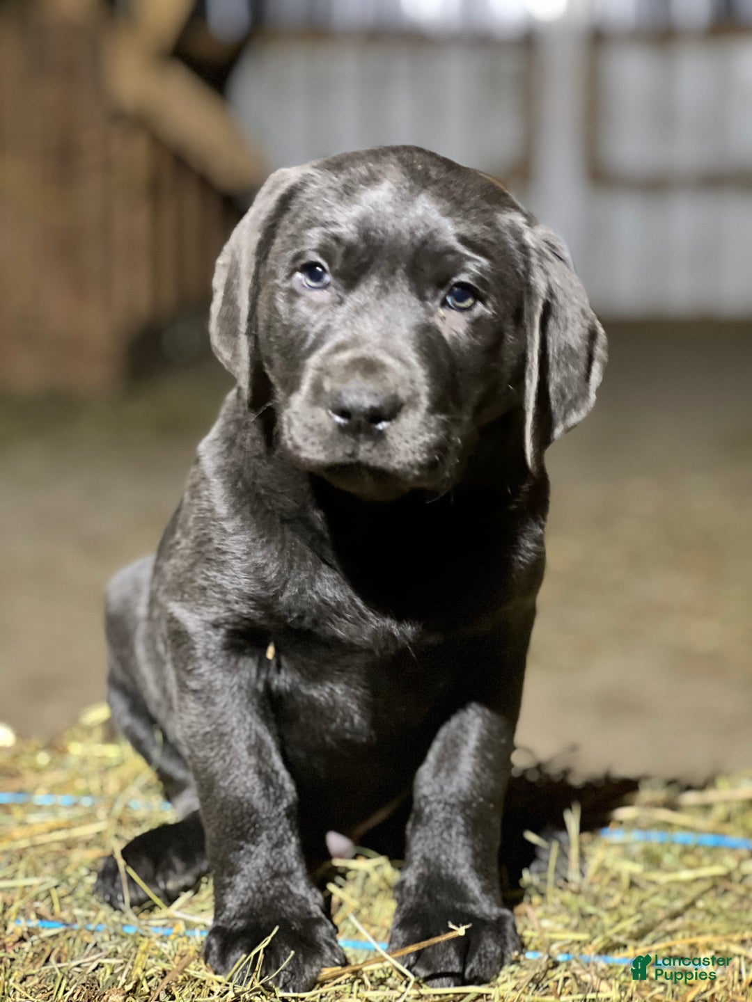Labrador Retriever dogs for sale: Teddy - Ad 1
