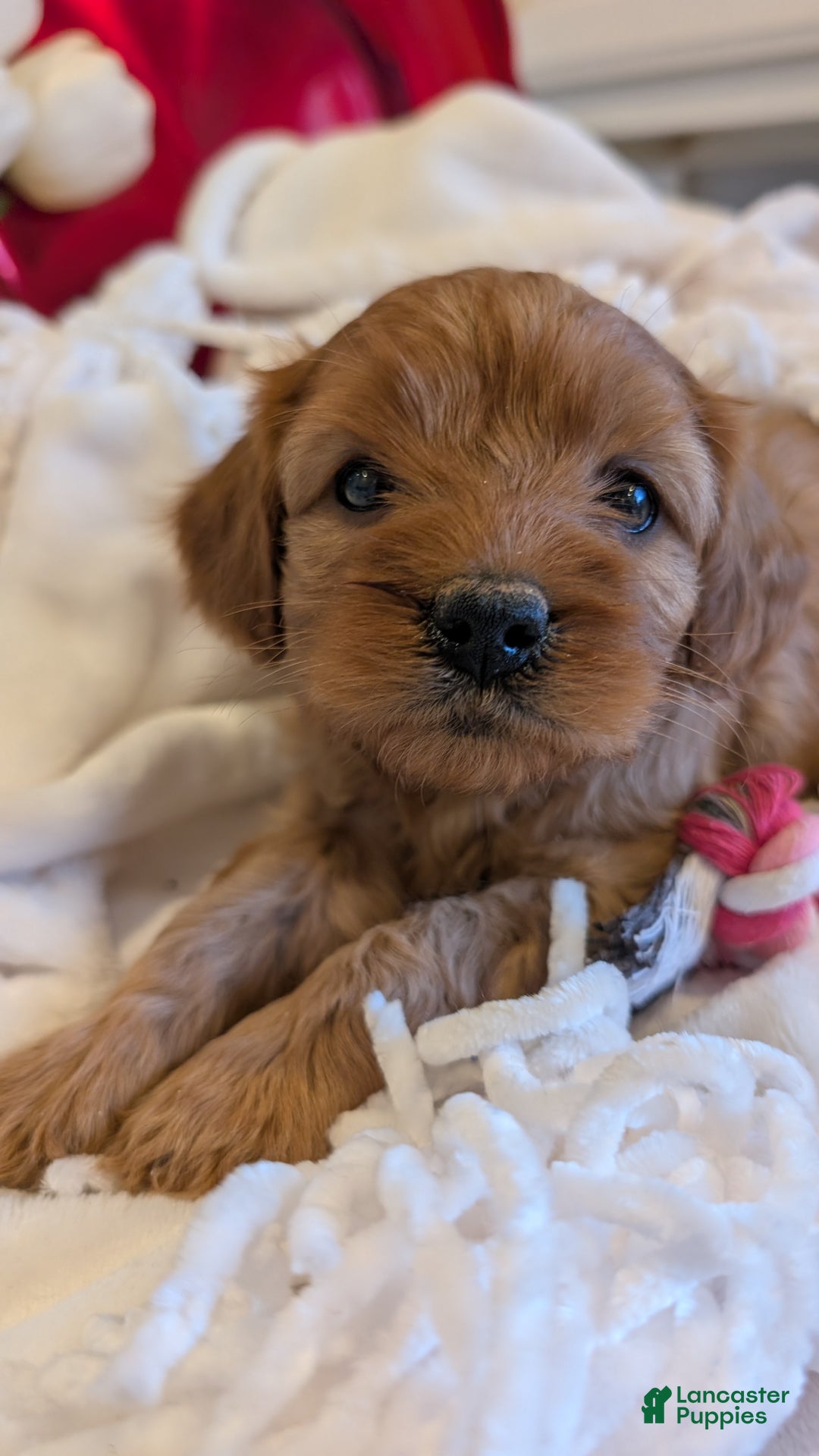 Cavapoo dogs for sale: Ginger Baby - Ad 7