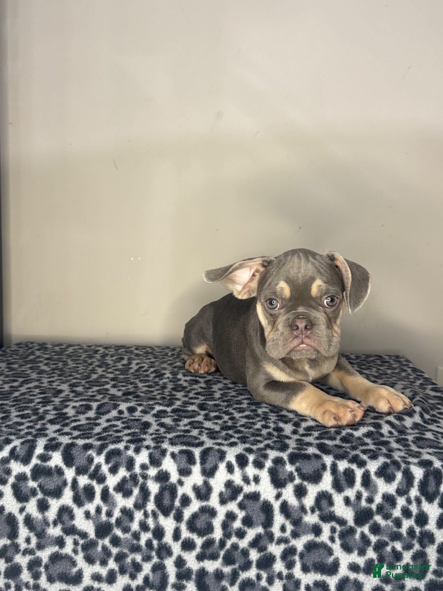 French Bulldog dogs French Bulldog 3 - Ad 34
