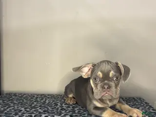 French Bulldog dogs French Bulldog 3 - Ad 32