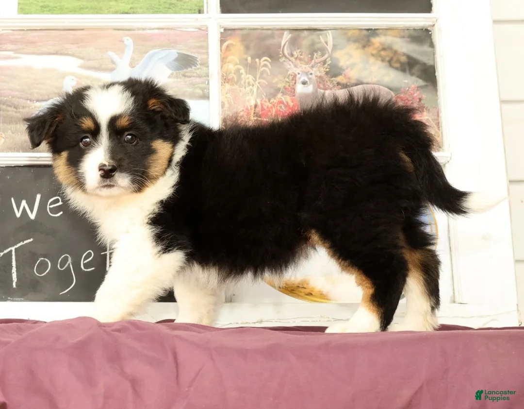 Mixed Breed dogs for sale: Travis - Ad 1