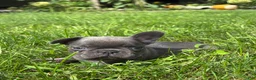 French Bulldog dogs for sale: Sebastian - Ad 3