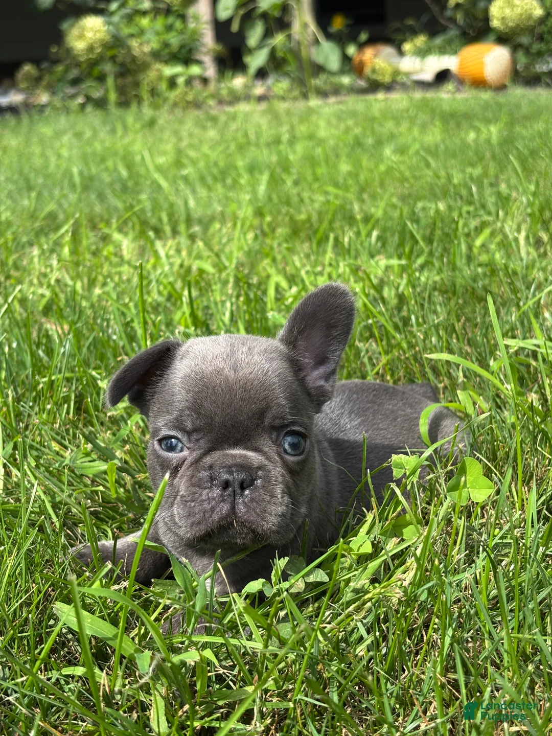 French Bulldog dogs for sale: Sebastian - Ad 3