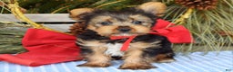 Yorkshire Terrier dogs for sale: Mason - Ad 3