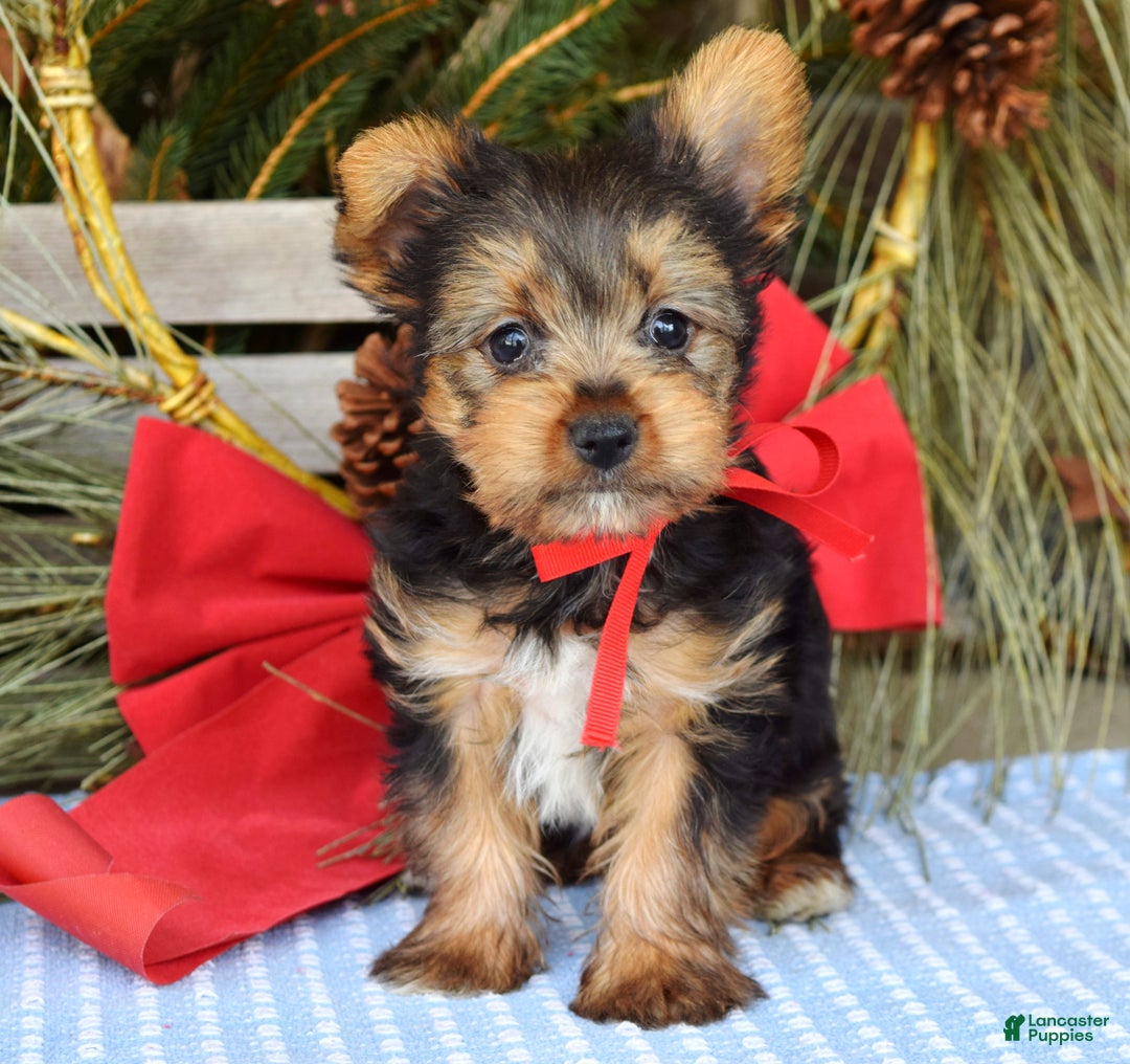 Yorkshire Terrier dogs for sale: Mason - Ad 3