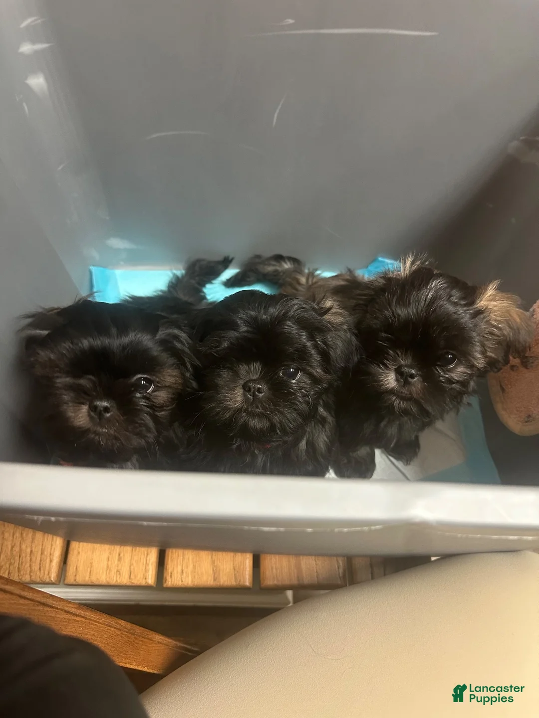 Shih Tzu dogs for sale: Brownie - Ad 6