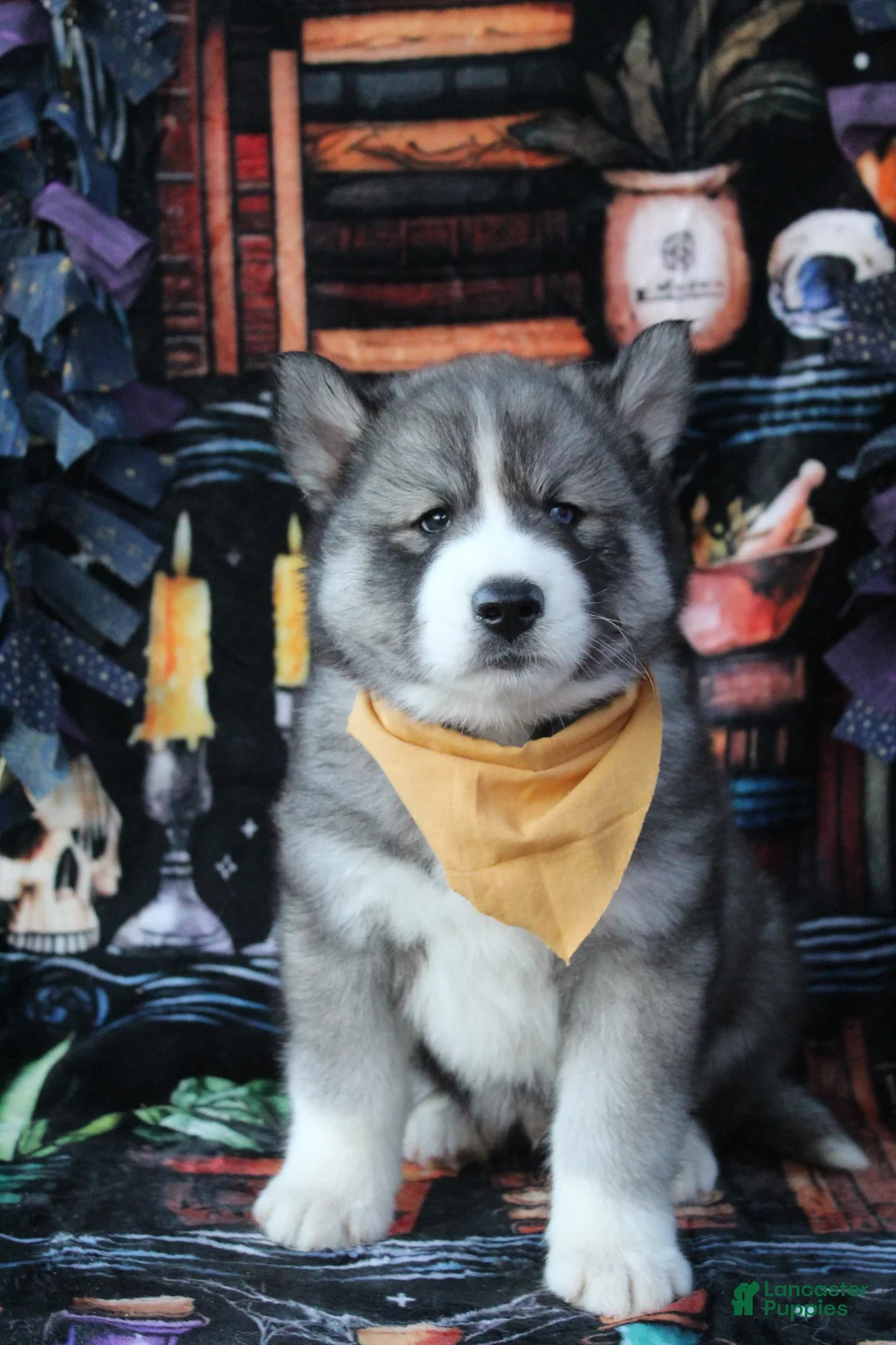 Yellow Siberian Husky for sale in York | Lancaster Puppies