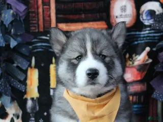Siberian Husky dogs Yellow - Ad 37