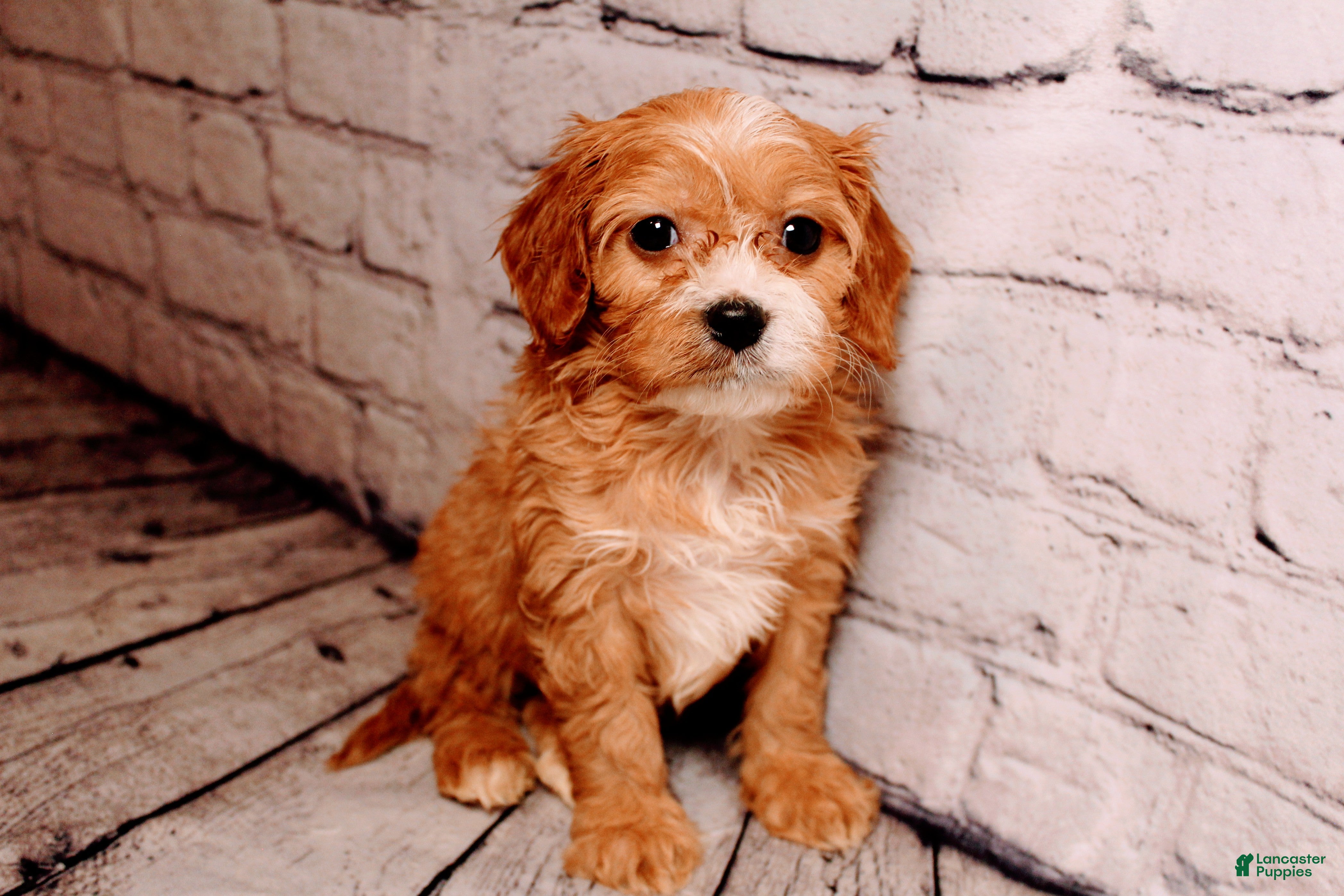 Cavalier King Charles Spaniel dogs Bernard - Ad 36