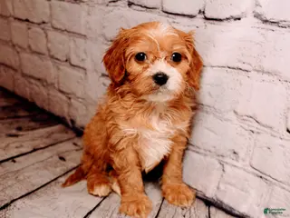 Cavalier King Charles Spaniel dogs Bernard - Ad 36