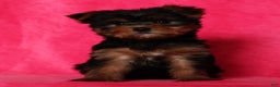 Yorkshire Terrier dogs for sale: Amber - Ad 9