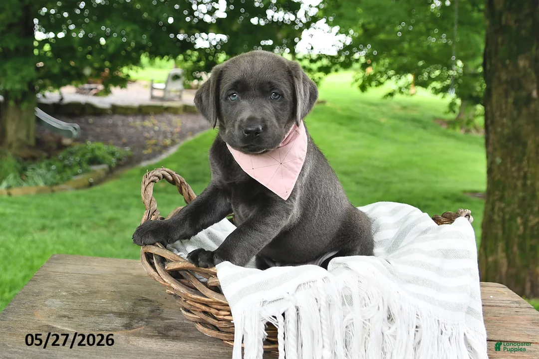 Labrador Retriever dogs for sale: Lola - Ad 1