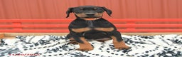 Doberman Pinscher dogs for sale: Hannah - Ad 9