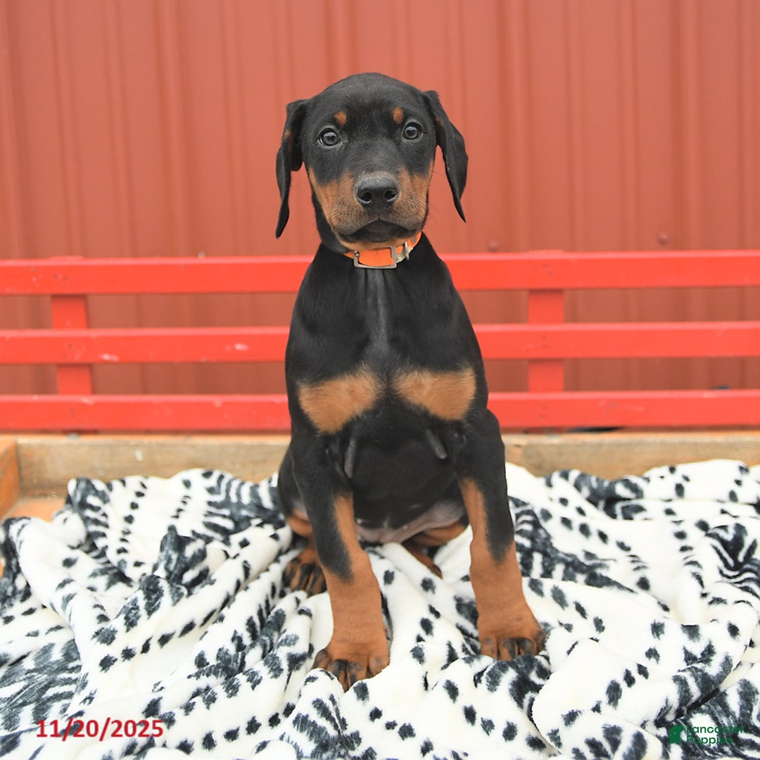 Doberman Pinscher dogs for sale: Hannah - Ad 9