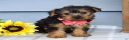 Yorkshire Terrier dogs for sale: Abby - Ad 8