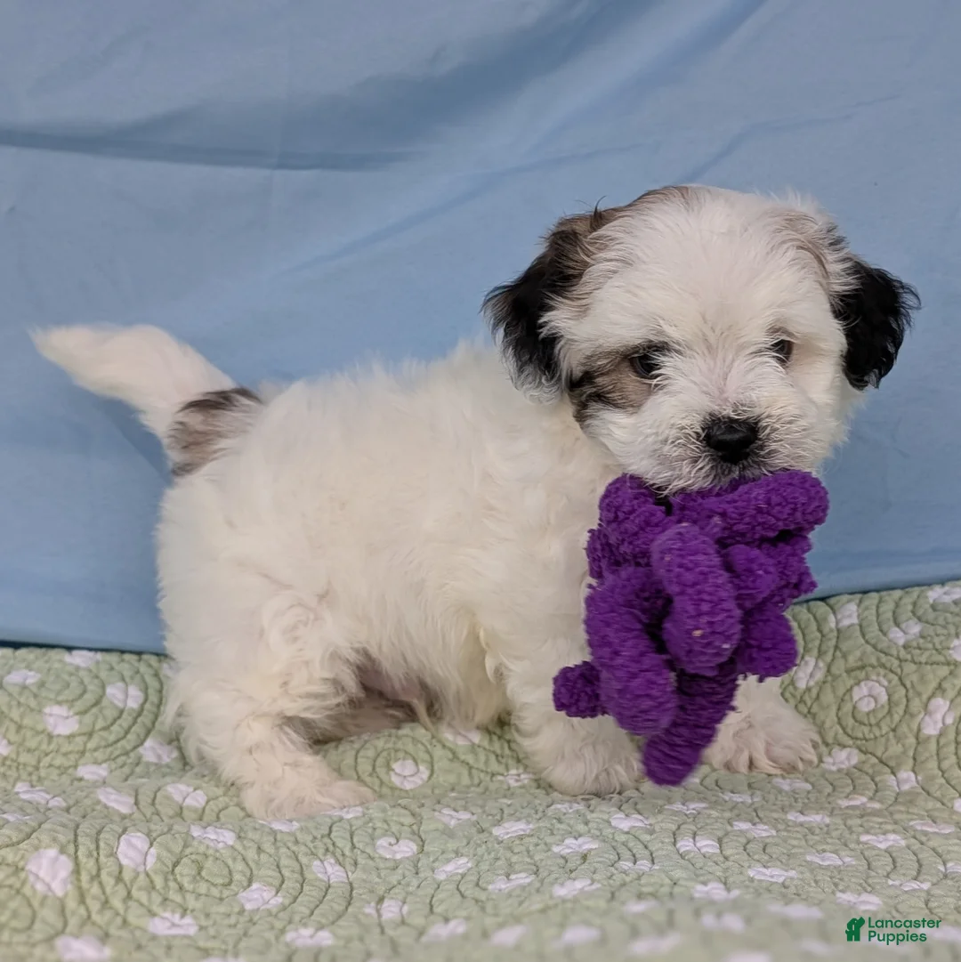 Teddy Bear dogs for sale: Trouble Puff - Ad 1