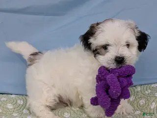 Teddy Bear dogs Trouble Puff - Ad 11