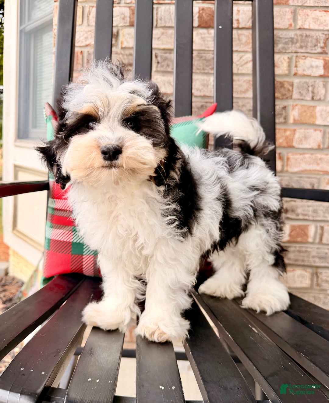 Bernedoodle dogs for sale: Bennett - Ad 5