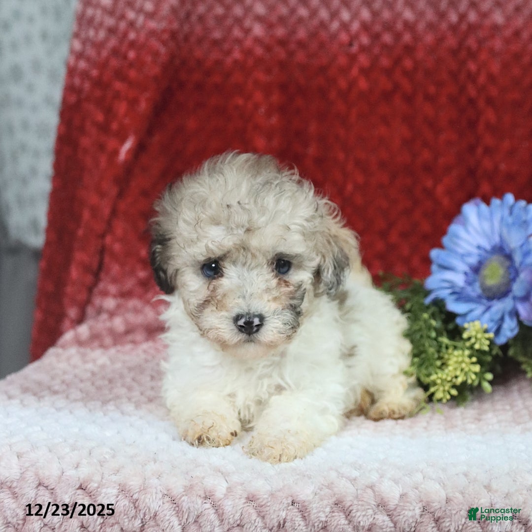 Miniature Poodle dogs for sale: Marty - Ad 4