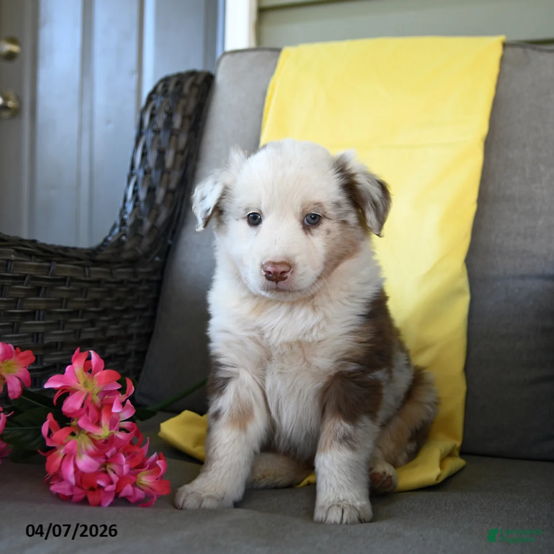 Australian Shepherd dogs for sale: Riley - Ad 1