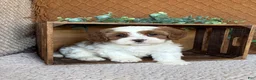 Havanese dogs for sale: Shelby  - Ad 1