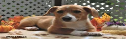 Welsh Corgi Pembroke dogs for sale: Dexter - Ad 4